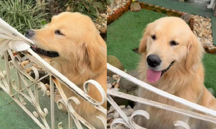 Budy: golden retriever viraliza nas redes e transforma portão de casa em atração em SC