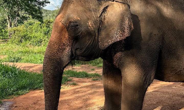 Justiça define destino da elefanta Baby após fechamento do zoológico do Beto Carrero