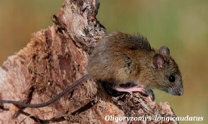 PADILHA MINIMIZA RISCO DE PANDEMIA DE HANTAVÍRUS NO BRASIL
