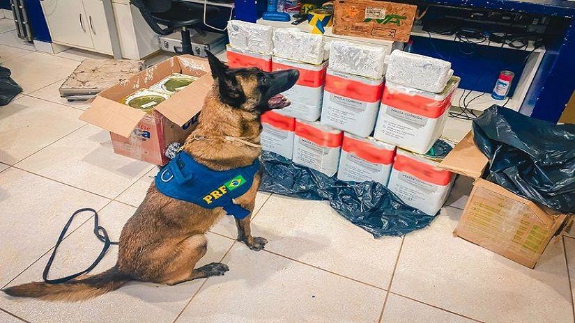 PRF localiza 59 kg de skunk em ônibus em ação integrada com a PJC resulta em prisões em Rondonópolis