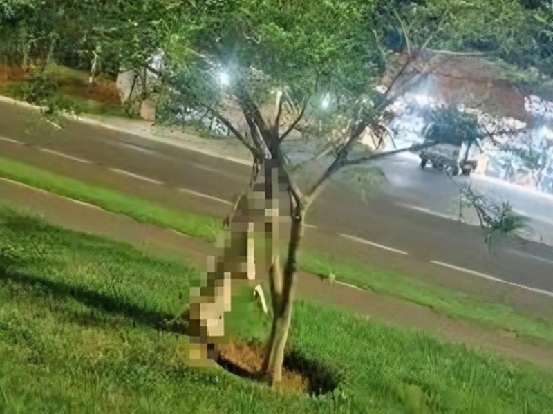 Homem que deixou cachorro amarrado até morrer em árvore é preso pela PM e diz que estava se defendendo