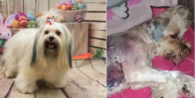 Cão sofre queimaduras de segundo grau após banho em pet shop clandestino em Cuiabá