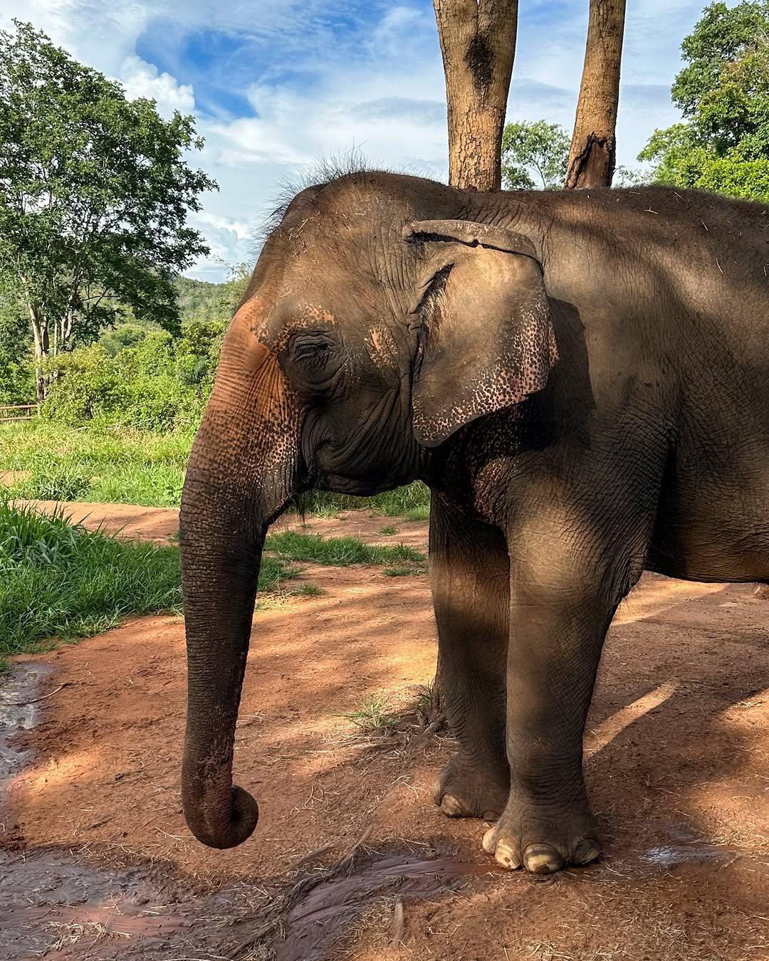 Justiça define destino da elefanta Baby após fechamento do zoológico do Beto Carrero