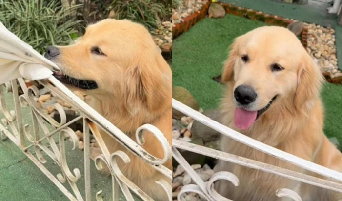 Budy: golden retriever viraliza nas redes e transforma portão de casa em atração em SC